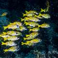 Bluestripe Snapper (Lutjanus kasmira), photo taken in Indonesia, East Nusa Tenggara, West Manggarai Regency, Sebayur Kecil