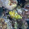 Leaf Scorpionfish (Taenianotus triacanthus), photo taken in Indonesia, East Nusa Tenggara, West Manggarai Regency, Sebayur Kecil