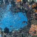 Coral, photo taken in Indonesia, East Nusa Tenggara, West Manggarai Regency, Sebayur Kecil