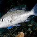 Longface emperor (Lethrinus olivaceus), photo taken in Indonesia, East Nusa Tenggara, West Manggarai Regency, Sebayur Kecil