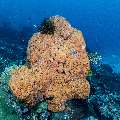 Sponge, photo taken in Indonesia, East Nusa Tenggara, West Manggarai Regency, Sebayur Kecil