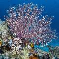 Coral, photo taken in Indonesia, East Nusa Tenggara, West Manggarai Regency, Sebayur Kecil