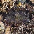 Giant clam (Tridacna gigas), photo taken in Indonesia, East Nusa Tenggara, West Manggarai Regency, Sebayur Kecil