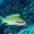 Threadfin Anthias (Pseudanthias huchtii), photo taken in Indonesia, East Nusa Tenggara, West Manggarai Regency, Sebayur Kecil