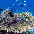Coral, photo taken in Indonesia, East Nusa Tenggara, West Manggarai Regency, Sebayur Kecil