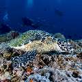 Hawksbill Sea Turtle (Eretmochelys imbricata), photo taken in Indonesia, East Nusa Tenggara, West Manggarai Regency, Tatawa Kecil