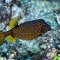 Yellow Boxfish (Ostracion cubicus), photo taken in Indonesia, East Nusa Tenggara, West Manggarai Regency, Tatawa Kecil