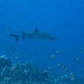 White Tip Reefshark (Triaenodon obesus), photo taken in Indonesia, East Nusa Tenggara, West Manggarai Regency, Tatawa Kecil