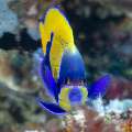 Bluegirdled Angelfish (Pomacanthus navarchus), photo taken in Indonesia, East Nusa Tenggara, West Manggarai Regency, Tatawa Kecil