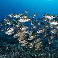 Striped large-eye bream (Gnathodentex aureolineatus), photo taken in Indonesia, East Nusa Tenggara, West Manggarai Regency, Tatawa Kecil
