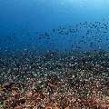 Coral, photo taken in Indonesia, East Nusa Tenggara, West Manggarai Regency, Tatawa Kecil
