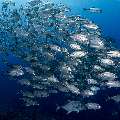 Bigeye Trevally (Caranx sexfasciatus), photo taken in Indonesia, East Nusa Tenggara, West Manggarai Regency, Tatawa Kecil