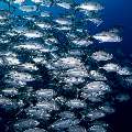 Bigeye Trevally (Caranx sexfasciatus), photo taken in Indonesia, East Nusa Tenggara, West Manggarai Regency, Tatawa Kecil