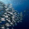 Bigeye Trevally (Caranx sexfasciatus), photo taken in Indonesia, East Nusa Tenggara, West Manggarai Regency, Tatawa Kecil