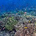 Coral, photo taken in Indonesia, East Nusa Tenggara, West Manggarai Regency, Tatawa Kecil