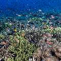 Coral, photo taken in Indonesia, East Nusa Tenggara, West Manggarai Regency, Tatawa Kecil