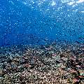 Coral, photo taken in Indonesia, East Nusa Tenggara, West Manggarai Regency, Tatawa Kecil
