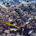 , photo taken in Indonesia, East Nusa Tenggara, West Manggarai Regency, Tatawa Kecil