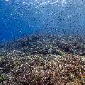 Coral, photo taken in Indonesia, East Nusa Tenggara, West Manggarai Regency, Tatawa Kecil