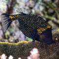 Whitespotted boxfish (Ostracion meleagris), photo taken in Indonesia, East Nusa Tenggara, West Manggarai Regency, Tatawa Kecil