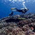 Coral, photo taken in Indonesia, East Nusa Tenggara, West Manggarai Regency, Tatawa Kecil