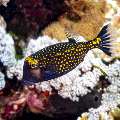 Whitespotted boxfish (Ostracion meleagris), photo taken in Indonesia, East Nusa Tenggara, West Manggarai Regency, Tatawa Kecil