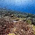 Coral, photo taken in Indonesia, East Nusa Tenggara, West Manggarai Regency, Tatawa Kecil