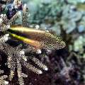 Freckled Hawkfish (Paracirrhites forsteri), photo taken in Indonesia, East Nusa Tenggara, West Manggarai Regency, Tatawa Kecil