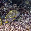 , photo taken in Indonesia, East Nusa Tenggara, West Manggarai Regency, Manta Point