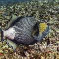 Titan Triggerfish (Balistoides viridescens), photo taken in Indonesia, East Nusa Tenggara, West Manggarai Regency, Manta Point