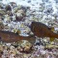 Yellow Boxfish (Ostracion cubicus), photo taken in Indonesia, East Nusa Tenggara, West Manggarai Regency, Manta Point