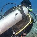 Sharksucker (Echeneis naucrates), photo taken in Indonesia, East Nusa Tenggara, West Manggarai Regency, Manta Point