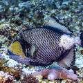 Titan Triggerfish (Balistoides viridescens), photo taken in Indonesia, East Nusa Tenggara, West Manggarai Regency, Manta Point