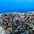 Coral, photo taken in Indonesia, East Nusa Tenggara, West Manggarai Regency, Manta Point