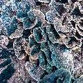 Coral, photo taken in Indonesia, East Nusa Tenggara, West Manggarai Regency, Manta Point