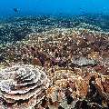 Coral, photo taken in Indonesia, East Nusa Tenggara, West Manggarai Regency, Manta Point