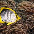 Blackback Butterflyfish (Chaetodon melannotus), photo taken in Indonesia, East Nusa Tenggara, West Manggarai Regency, Manta Point
