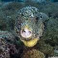 Map Puffer (Arothron mappa), photo taken in Indonesia, East Nusa Tenggara, West Manggarai Regency, Manta Point