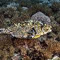 Map Puffer (Arothron mappa), photo taken in Indonesia, East Nusa Tenggara, West Manggarai Regency, Manta Point