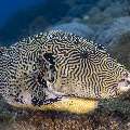 Map Puffer (Arothron mappa), photo taken in Indonesia, East Nusa Tenggara, West Manggarai Regency, Manta Point