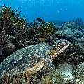 Green Sea Turtle (Chelonia mydas), photo taken in Indonesia, East Nusa Tenggara, West Manggarai Regency, Manta Point