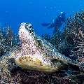 Green Sea Turtle (Chelonia mydas), photo taken in Indonesia, East Nusa Tenggara, West Manggarai Regency, Manta Point