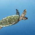 Hawksbill Sea Turtle (Eretmochelys imbricata), photo taken in Indonesia, East Nusa Tenggara, West Manggarai Regency, Manta Point