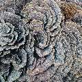 Coral, photo taken in Indonesia, East Nusa Tenggara, West Manggarai Regency, Manta Point