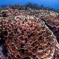 Coral, photo taken in Indonesia, East Nusa Tenggara, West Manggarai Regency, Manta Point