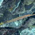 Chinese Trumpetfish (Aulostomus chinensis), photo taken in Indonesia, East Nusa Tenggara, West Manggarai Regency, Manta Point