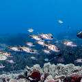 Clearfin Squirrelfish (Neoniphon argenteus), photo taken in Indonesia, East Nusa Tenggara, West Manggarai Regency, Manta Point