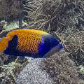 Bluegirdled Angelfish (Pomacanthus navarchus), photo taken in Indonesia, East Nusa Tenggara, West Manggarai Regency, Manta Point