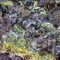 Papillose Flathead (Sunagocia carbunculus), photo taken in Indonesia, East Nusa Tenggara, West Manggarai Regency, Manta Point