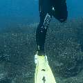 Sharksucker (Echeneis naucrates), photo taken in Indonesia, East Nusa Tenggara, West Manggarai Regency, Manta Point